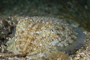 Cuttlefish. Plymouth. D3, 60mm. by Derek Haslam 